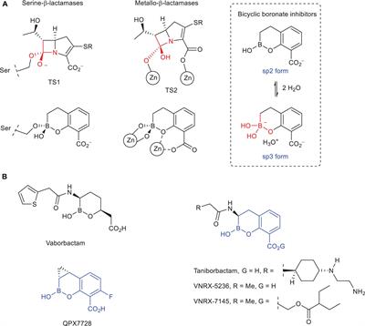 Molecular Basis of Bicyclic Boronate β-Lactamase Inhibitors of Ultrabroad Efficacy – Insights From Molecular Dynamics Simulation Studies